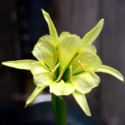 ismena-sulphur-queen.webp