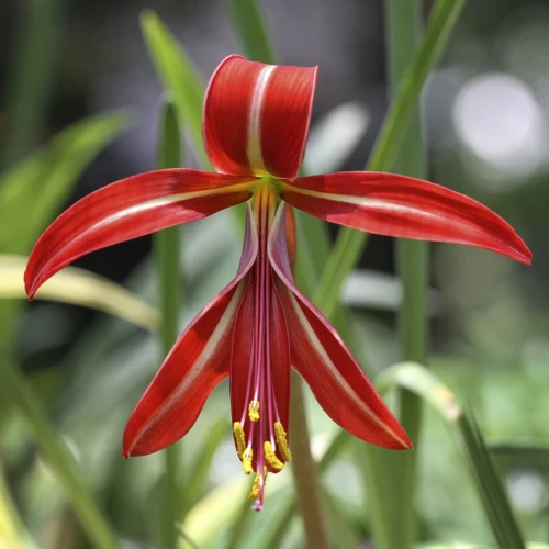 sprekelia.webp