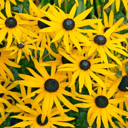 rudbekia-okazala.webp