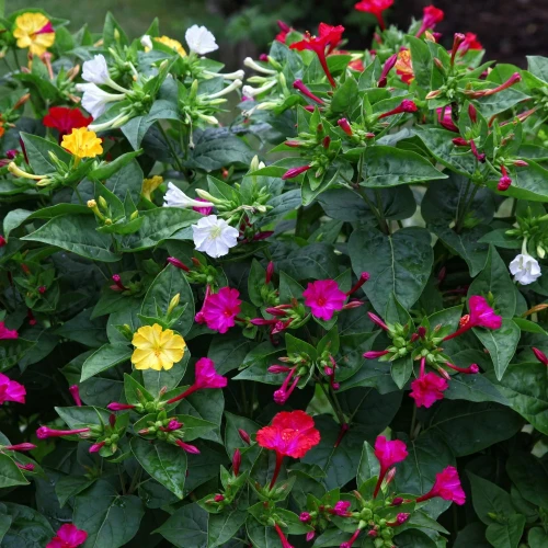 mirabilis-jalapa-dziwaczek.webp