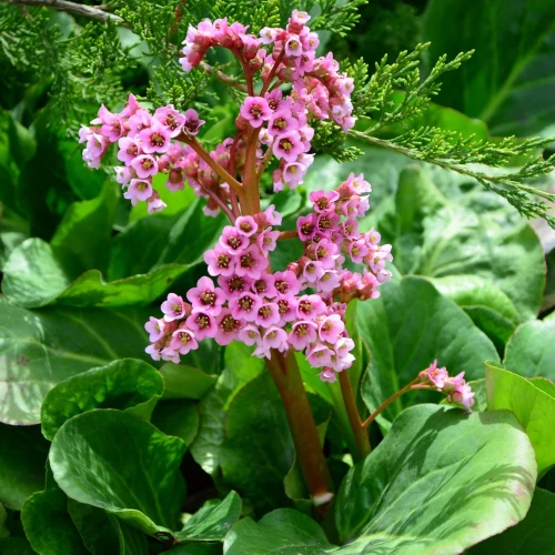 bergenia.webp