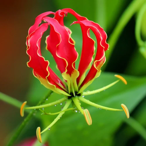 glorioza.webp