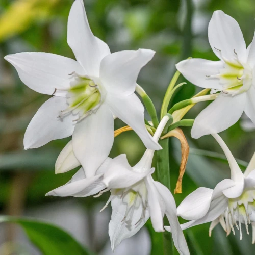 eucharis.webp