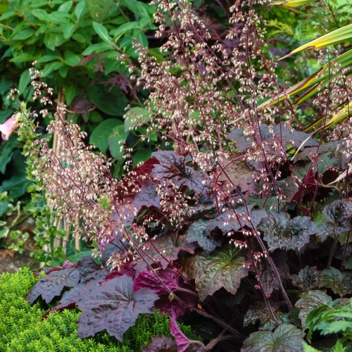 zurawka-purple-palace.webp