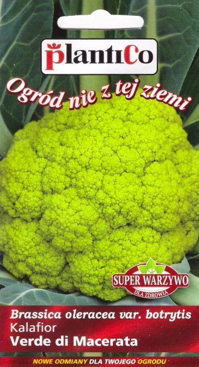 kalafior-verde-di-macerata.webp