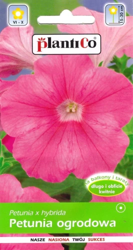 petunia-różowa.webp