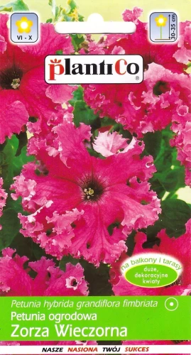 petunia-zorza-wieczorna.webp