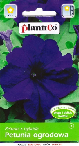 petunia-niebieska.webp