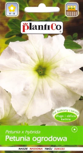 petunia-biała.webp