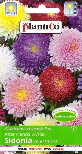 aster-sidonia.webp
