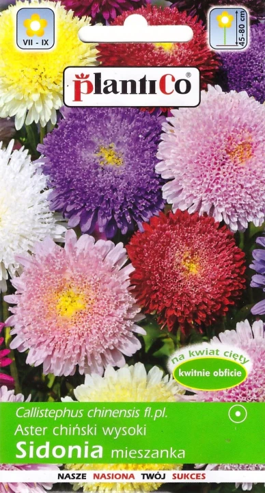 aster-sidonia.webp