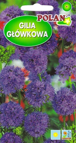 gilia-główkowa.webp