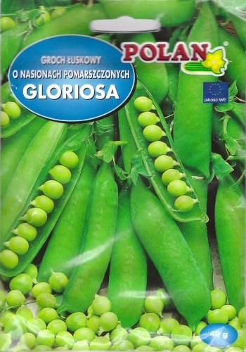 groch-gloriosa.webp
