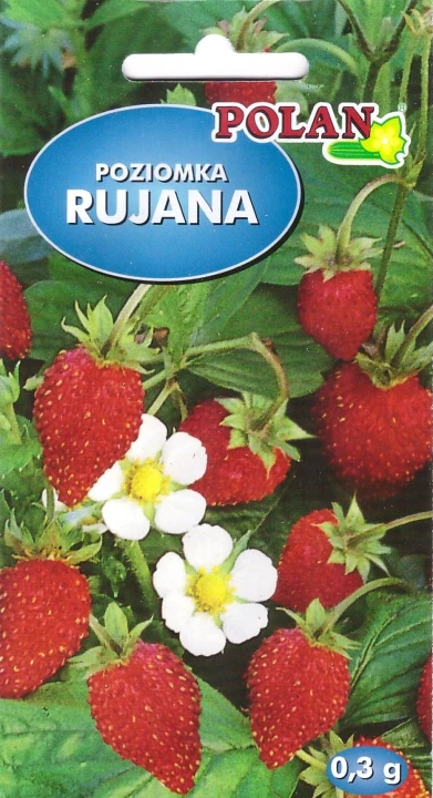 poziomka-rujana.webp