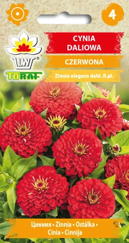 Cynia-daliowa-CZERWONA.webp