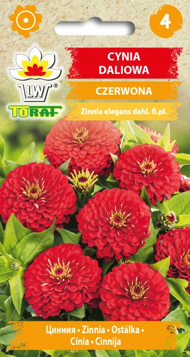 Cynia-daliowa-CZERWONA.webp
