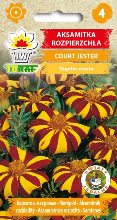 Aksamitka-rozpierzchła-COURT-JESTER.webp