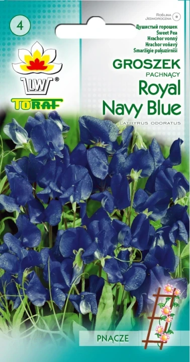 Groszek-pachnący-ROYAL-NAVY-BLUE.webp
