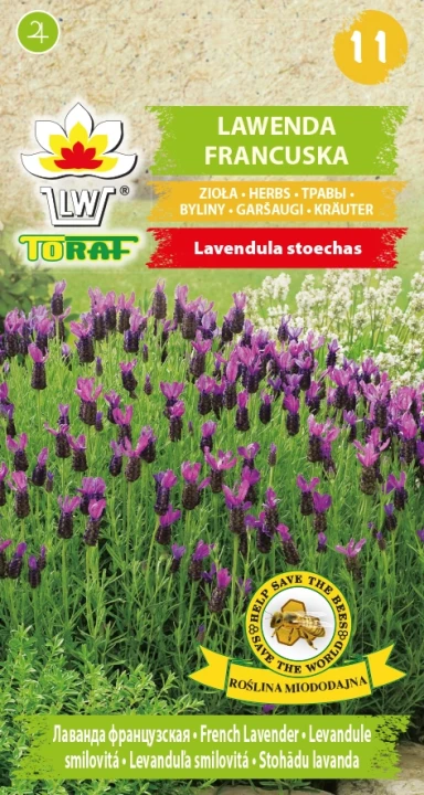 Lawenda-francuska.webp