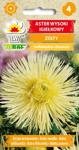 Aster-wysoki-igiełkowy-ŻÓŁTY.webp
