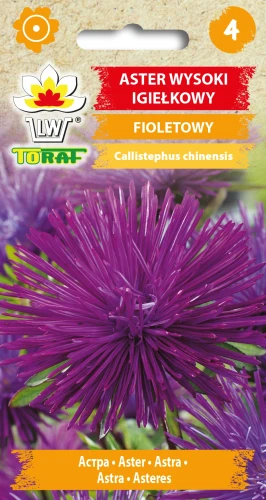 Aster-wysoki-igiełkowy-FIOLETOWY.webp