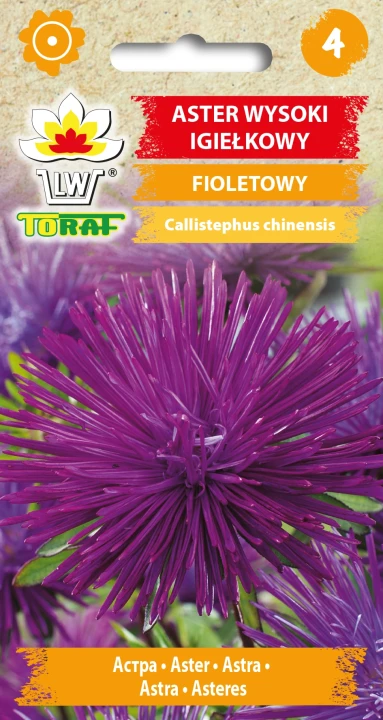 Aster-wysoki-igiełkowy-FIOLETOWY.webp