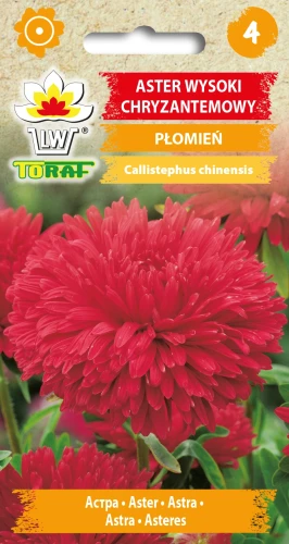 Aster-chryzantemowy-wysoki-PŁOMIEŃ.webp