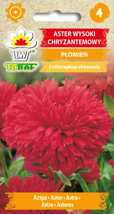 Aster-chryzantemowy-wysoki-PŁOMIEŃ.webp
