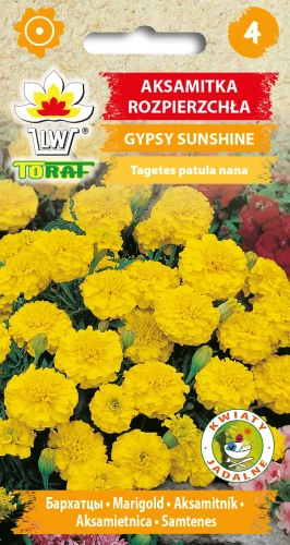 Aksamitka-rozpierzchła-niska-GYPSY-SUNSHINE.webp