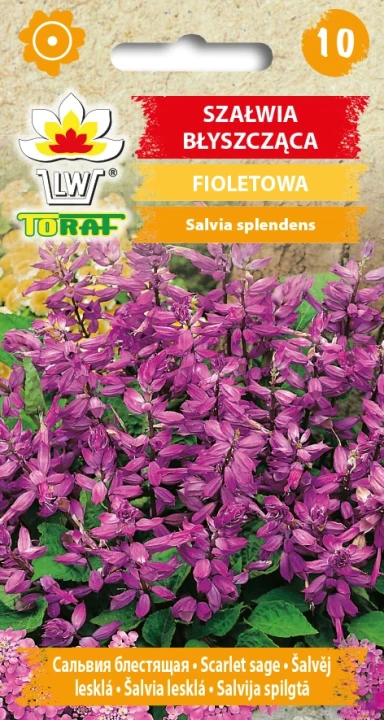 Szałwia-błyszcząca-FIOLETOWA.webp