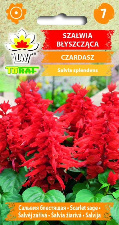 Szałwia-błyszcząca-CZARDASZ.webp
