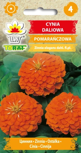 Cynia-daliowa-POMARAŃCZOWA.webp