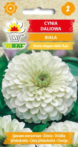 Cynia-daliowa-BIAŁA.webp