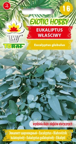 Eukaliptus-właściwy.webp