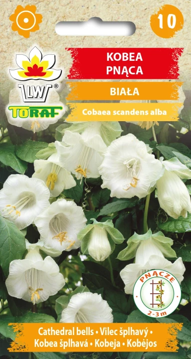 Kobea-pnąca-BIAŁA.webp