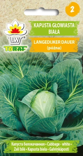 KAPUSTA-GŁOWIASTA-BIAŁA-LANGEDIJKER-DAUER.webp