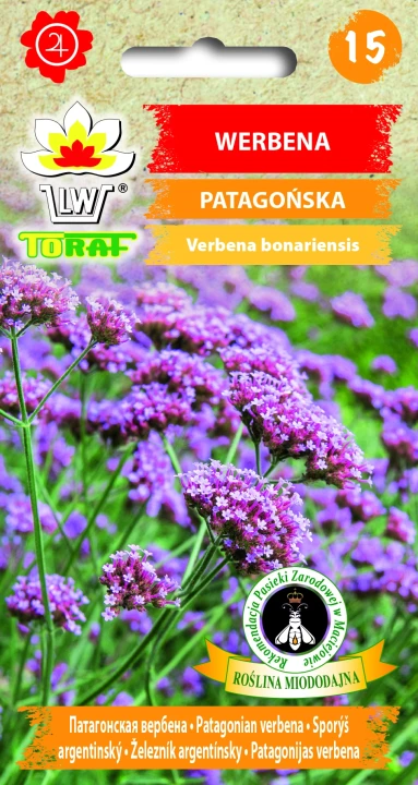 Werbena-patagońska.webp
