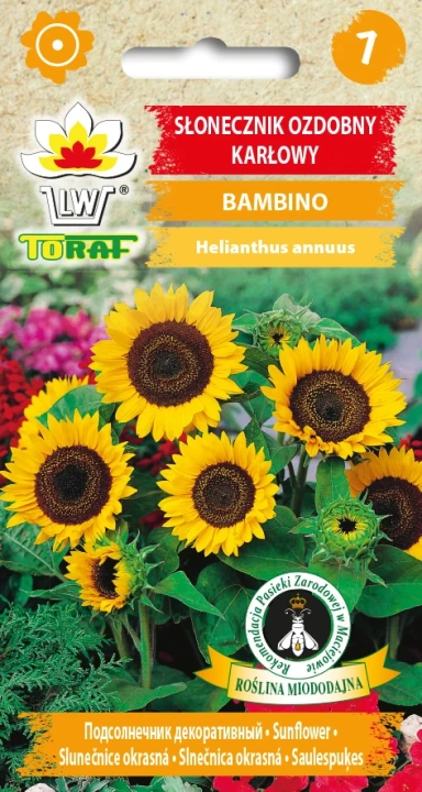 Słonecznik-ozdobny-karłowy-BAMBINO.webp