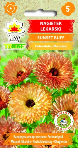 Nagietek-lekarski-SUNSET-BUFF.webp