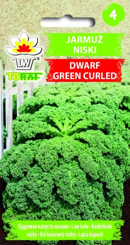Jarmuż-Dwarf-Green-Curled.webp