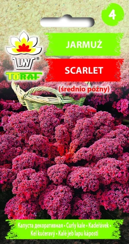 Jarmuż-SCARLET.webp