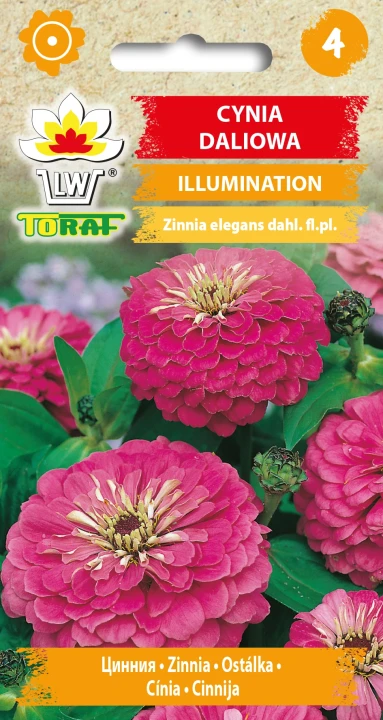 Cynia-daliowa-ILLUMINATION.webp
