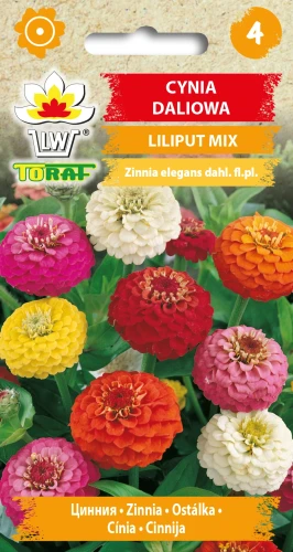 Cynia-daliowa-karłowa-LILIPUT-MIX-.webp