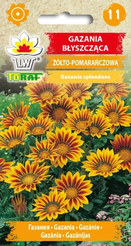 Gazania-błyszczaca-żółto-pomarańczowa.webp