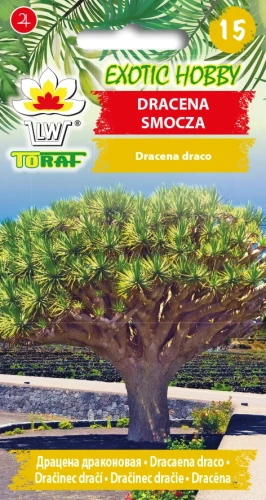 Dracena-Smocza.webp
