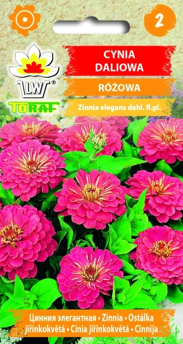 Cynia-daliowa-RÓŻOWA.webp