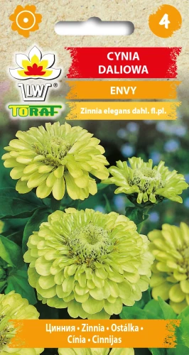 Cynia-daliowa-ENVY.webp