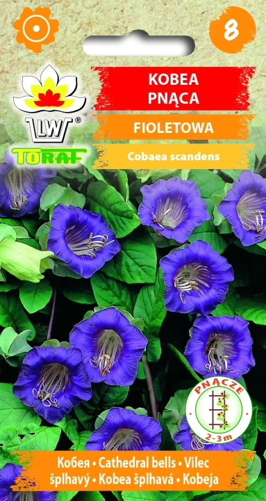 Kobea-pnąca-FIOLETOWA.webp