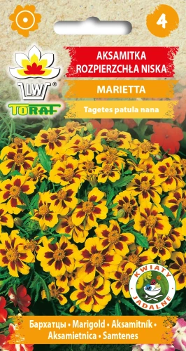 Aksamitka-rozpierzchła-niska-MARIETTA.webp