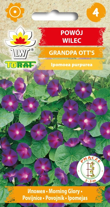 Powój-wilec-GRANDPA-OTT_S.webp